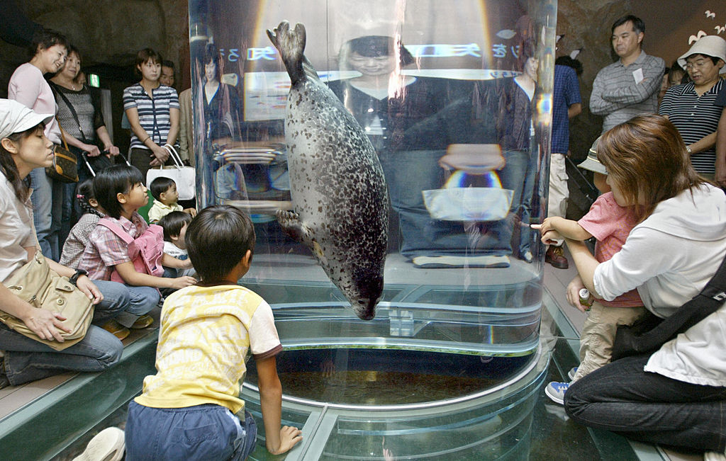 FILE: ASAHIKAWA, JAPAN: People watch a phoca seal swims inside a water tank at Asahiyama Zoo in Asahikawa, northern Japan, 06 September 2004.